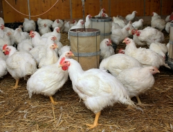 Viele Hühner stehen in einem Stall um eine Futterstelle
