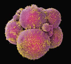 Unter dem Elektronen-Mikroskop: Menschliches Embryo im Achtzellenstadium.