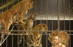 Tigerdressur in einem Zirkus
