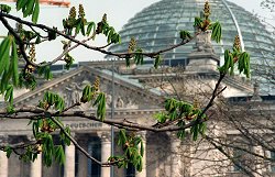 Junge Kastanientriebe künden vor dem Reichstagsgebäude vom Frühling, Klick vergrößert Bild