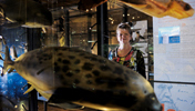 Mechthild Rawert vor dem Modell eines Seehundes in der Ausstellung „Evolution in Aktion” im Museum für Naturkunde Berlin