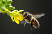 In Großaufnahme eine Biene, die vor einer gelben Rapsblüte fliegend schwebt. - Video ansehen... - Öffnet neues Fenster