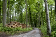 Die Holzvermarktung war Thema im Bundestag.