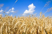 Glyphosat verhindert unerwünschten Pflanzenwuchs etwa in Getreidefeldern.