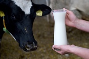 Der Bundestag debattierte über die bedrohliche Situation der Milchbauern.