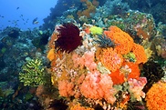 Korallenriff mit Hartkorallen und Seelilien