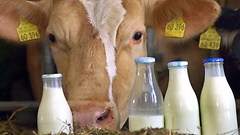 Landwirte erhalten immer weniger Geld für den Rohstoff Milch.