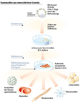 Stammzellen aus menschlichem Gewebe.