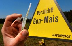 Greenpeace-Aktion auf Gen-Mais-Feld