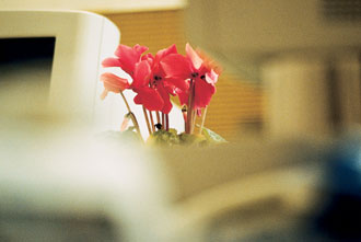 Blume in Edelgard Bahrs Büro