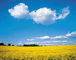 Forschungsobjekt Landwirtschaft.