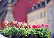 Bild: Malerische Idylle: Blumen in Freiburg im Breisgau.