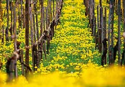 Bild: Weinberg im Breisgau.