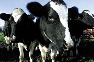 Kann BSE vom Rind auf den Menschen übertragen werden? Untersuchungen von Rinderhirn sollen diese Frage klären.
