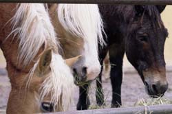 Bei den Gebirgsjägern: Haflinger, Mulis und Edelwei&szlig.