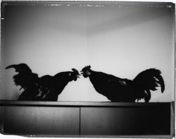 Schwarz-weiß-Fotografie von Maix Mayer mit zwei Hähnen