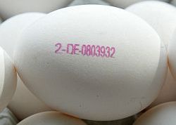 Erzeugercode bei Eiern