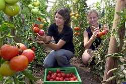 Zwei junge Frauen pflücken Tomaten