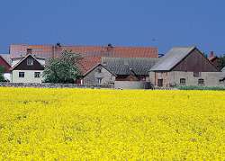 Foto: Bauernhof mit Rapsfeld, im Hintergrund blauer Himmel