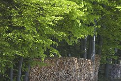 Gestapeltes Brennholz in einem Buchenwald, Klick vergrößert Bild