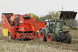 Kartoffelernte in Schleswig-Holstein