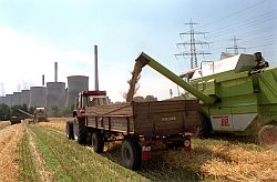 Roggenernte vor Stromkraftwerk, Klick vergrößert Bild