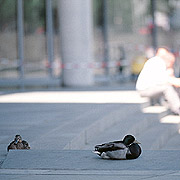 Bild: Enten auf der Freitreppe