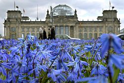 Leuchtend blaue Scyllas blühen am 13.04.2004 auf einer Wiese vor dem Berliner Reichstagsgebäude, Klick vergrößert Bild