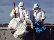 Bild: Helfer in Schutzanzügen mit einem toten Schwan auf der Insel Rügen.