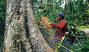 Irreparable Schäden: Abholzung von Regenwald auf den Philippinen.