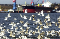 Ein Schwarm von Seemöwen fliegt vor einem Öltanker her.