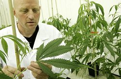 Anbau von Cannabis für medizinische Verwendungen, Klick vergrößert Bild