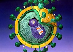 Darstellung des HIV (Humanes Immunschwäche-Virus), Klick vergrößert Bild