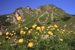 Trollblumen vor der Rotwand, Oberbayern, Bayern, Deutschland
