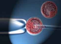 Entnahme von Embryonalen Stammzellen aus einem Blastocyst mit einer Pipette.