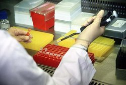 DNA-Analyse im Labor: Im Impfkabinett wird die DNA mit Regaenzien versetzt, um die zyklische Vermehrung vorzubereiten.