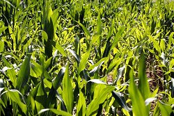 Junge Maispflanzen auf einem Feld.