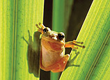 Frosch zwischen zwei Blättern.