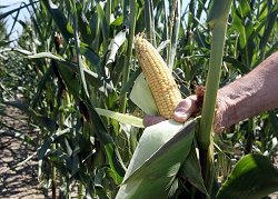 Eine Hand hält in einem Versuchsfeld des Landwirtschaftlichem Technologiezentrum Augustenberg bei Forchheim einen Maiskolben einer gentechnisch verändertern Pflanze.