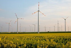 Foto: Windkraftrder auf einem Rapsfeld