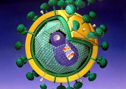 Darstellung des HIV (Humanes Immunschwche-Virus), Klick vergrert Bild