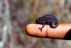 Chameleon auf einem Finger, Klick vergrert Bild
