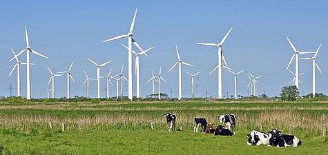 Kühe auf Weide vor Windrädern