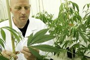 Anbau von Cannabis für medizinische Zwecke in den Niederlanden