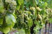 Weinreben
