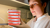 Eine Laborantin mit Stammzellkulturen, die in einer Nährlösung in Petrischalen aufbewahrt werden, im Krebsdiagnostikzentrum der Martin-Luther-Universität Halle-Wittenberg.