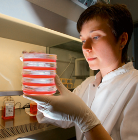 Eine Laborantin mit Stammzellkulturen, die in einer Nährlösung in Petrischalen aufbewahrt werden, im Krebsdiagnostikzentrum der Martin-Luther-Universität Halle-Wittenberg