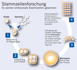 Grafik zur Stammzellenforschung.