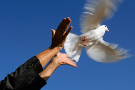 Eine Taube fliegt aus zwei geöffneten Händen gen Himmel