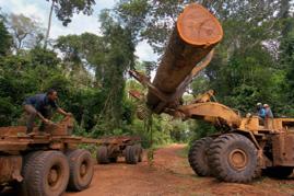 Arbeiter im Regenwald verladen abgeholzte Bäume auf einen LKW